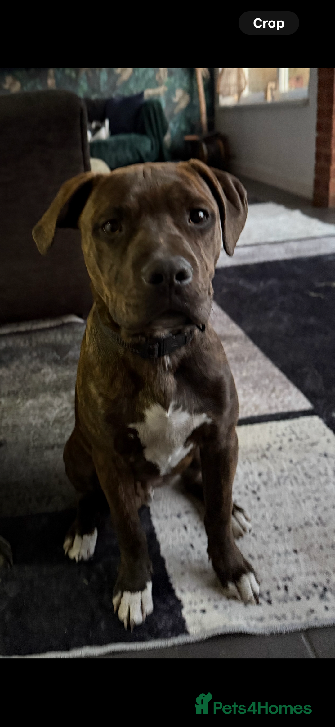 Mixed Breed dogs for sale: Staffy cross male for sale - Image 3