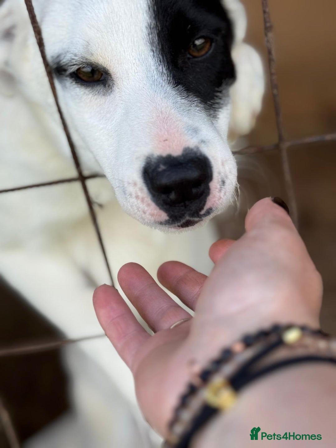 Mixed Breed dogs for adoption: LUCY - a Superb young Girl for a Loving Home - Image 7