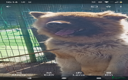 Akita dogs for sale: Beautiful KC registered Akitas  - Image 24