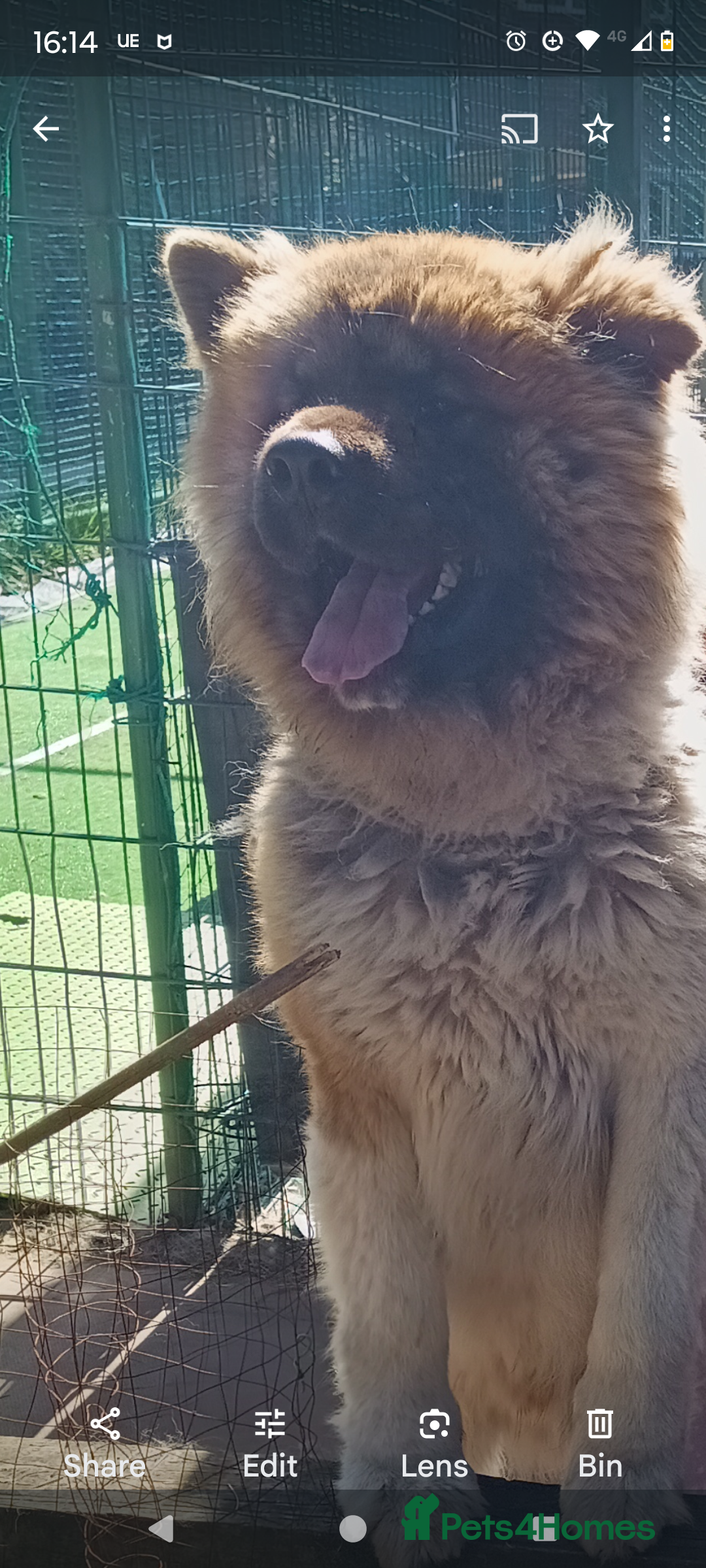 Akita dogs for sale: Beautiful KC registered Akitas  - Image 24