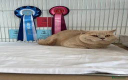 British Shorthair cats for sale: Purebred blue/White British Shorthair Kittens - Image 13