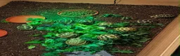 Tortoise reptiles for sale: Horsfields Tortoise - Advert 4