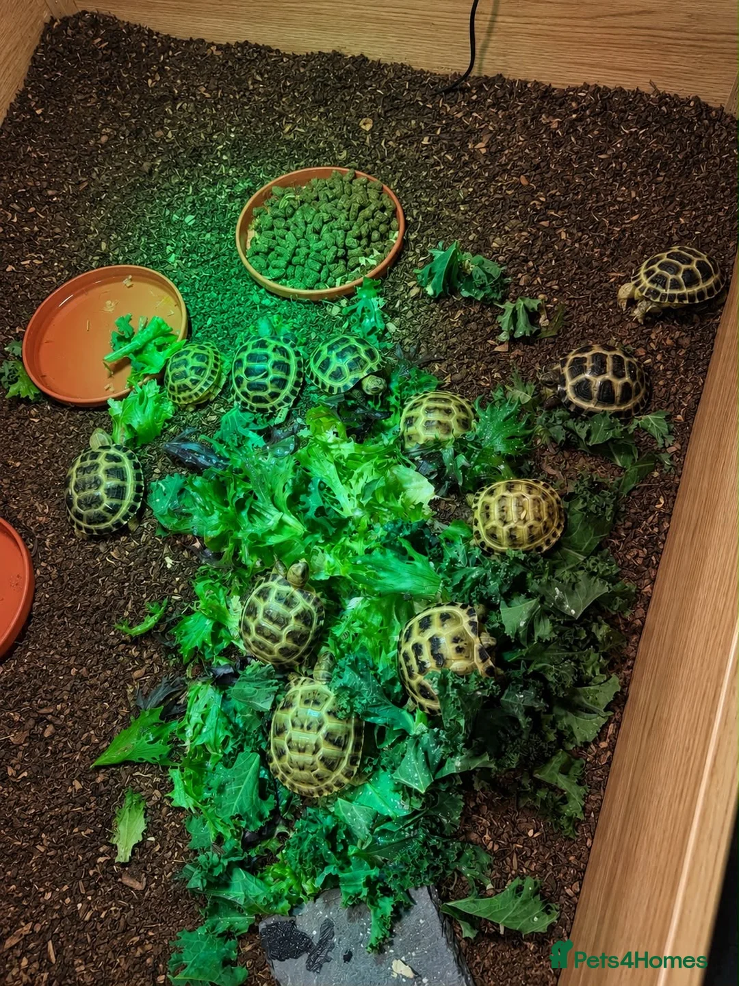 Tortoise reptiles for sale: Horsfields Tortoise - Advert 4