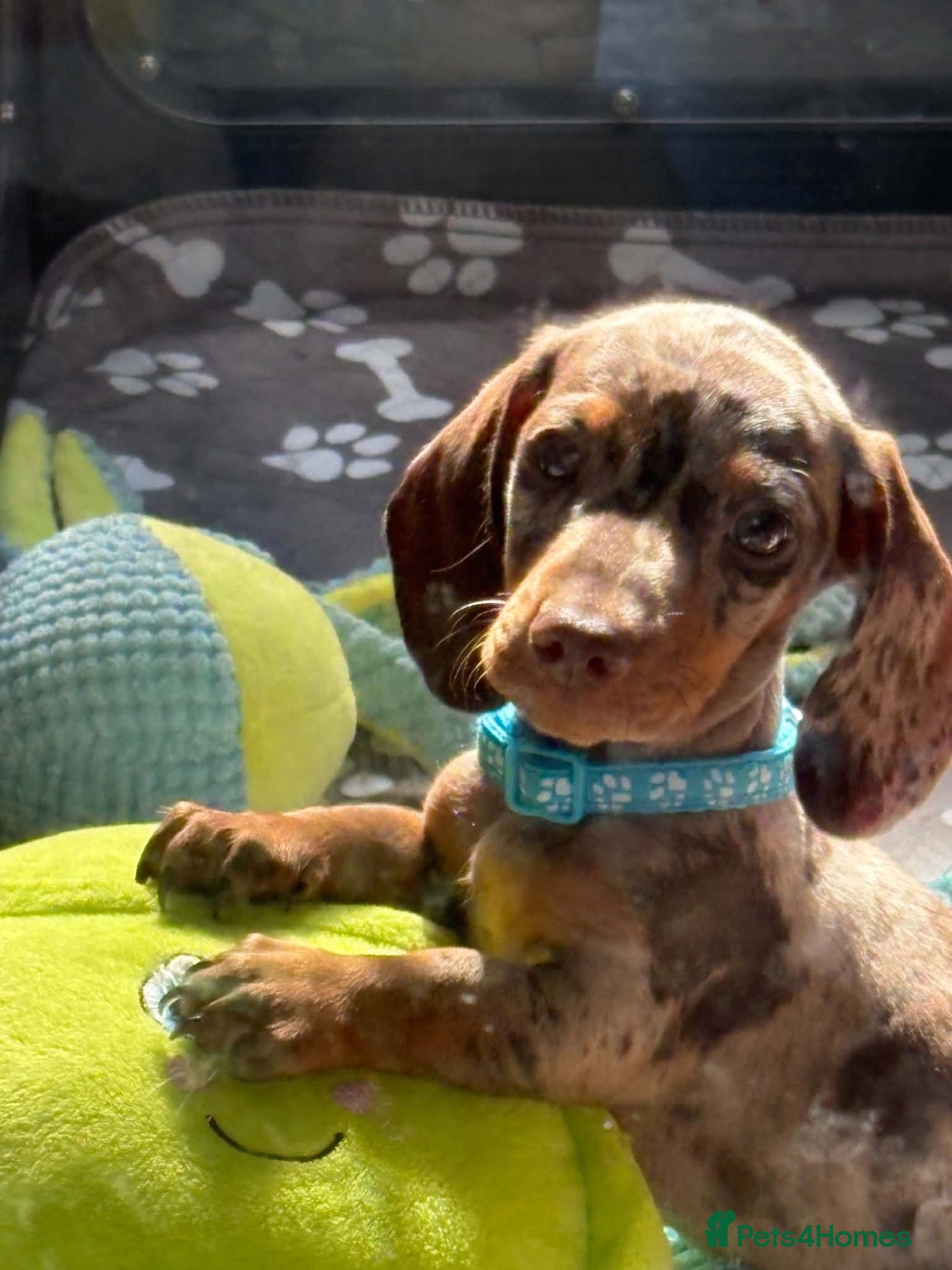 Miniature Dachshund dogs Beautiful miniature dachshund puppies  - Advert 1