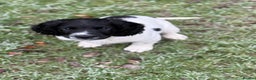 English Springer Spaniel dogs for sale: READY NOW. Kc Registered Springer Spaniel Pup  - Advert 4