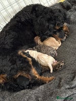 Cockapoo dogs - Advert 14