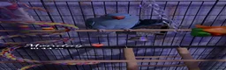 Ringnecks birds for sale: 9 month male ring neck  - Advert 4