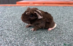 Guinea Pig rodents for sale: Beautiful Baby Guinea pigs to reserve  - Image 22