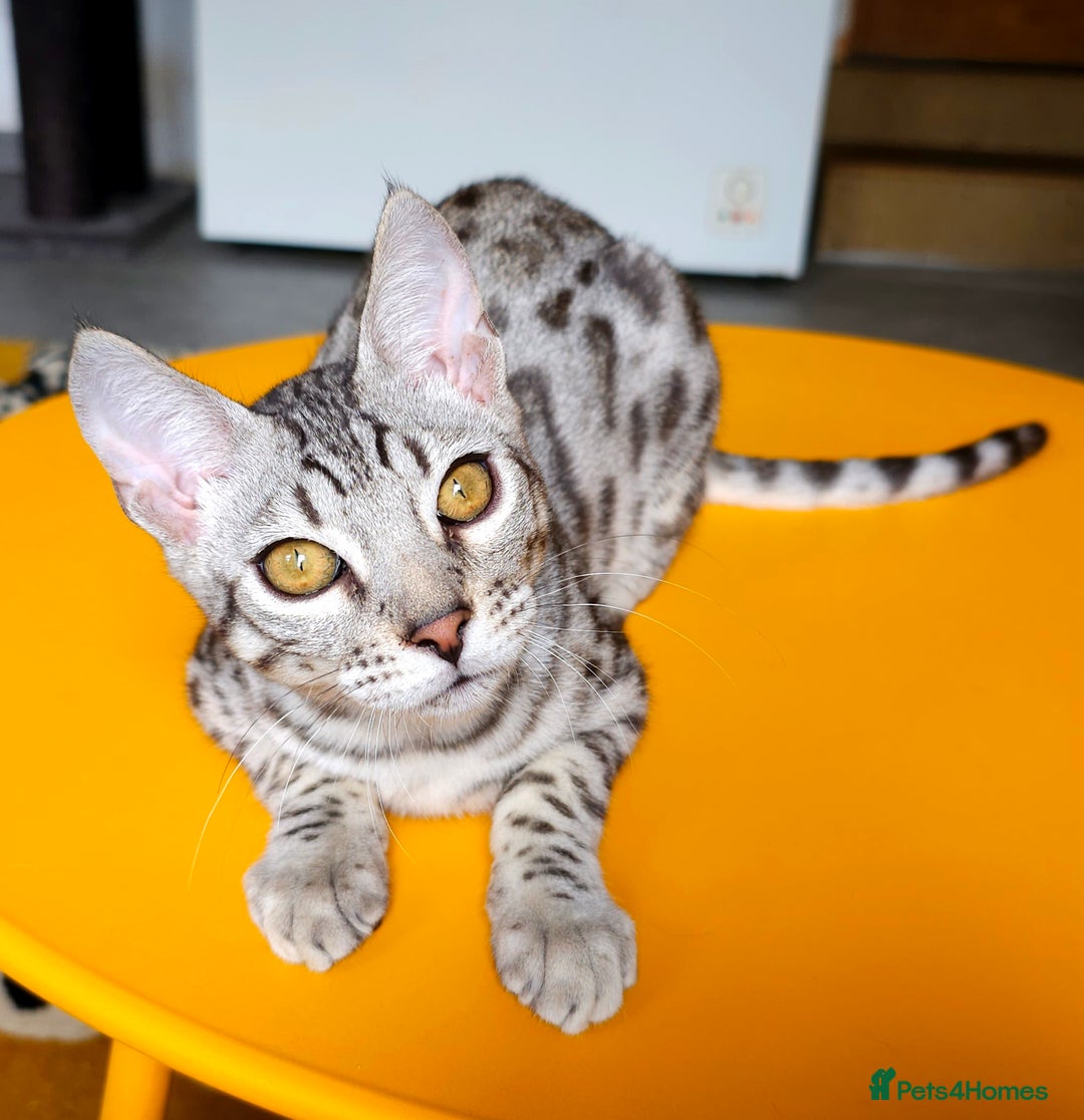 Bengal cats for sale: Exceptional Bengal kittens Available  - Image 2