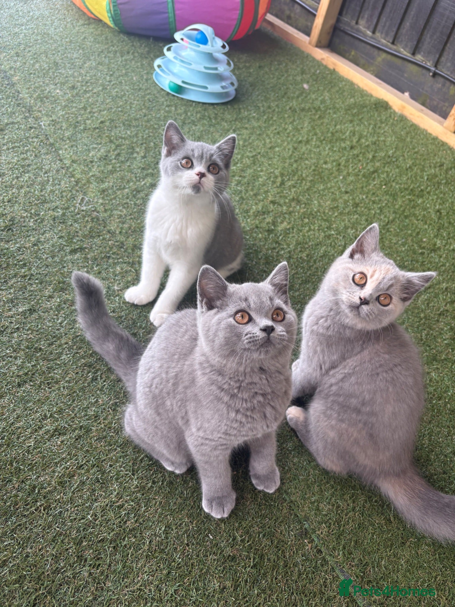 British Shorthair cats REDUCED 2 LEFT 🏆CHAMPION BLOODLINES KITTENS    - Advert 2
