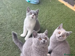 British Shorthair cats REDUCED 2 LEFT 🏆CHAMPION BLOODLINES KITTENS - Advert 6