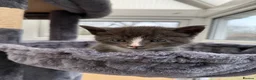 Maine Coon cats for sale: Adorable half Tortoiseshell Maine coon kittens - Advert 27
