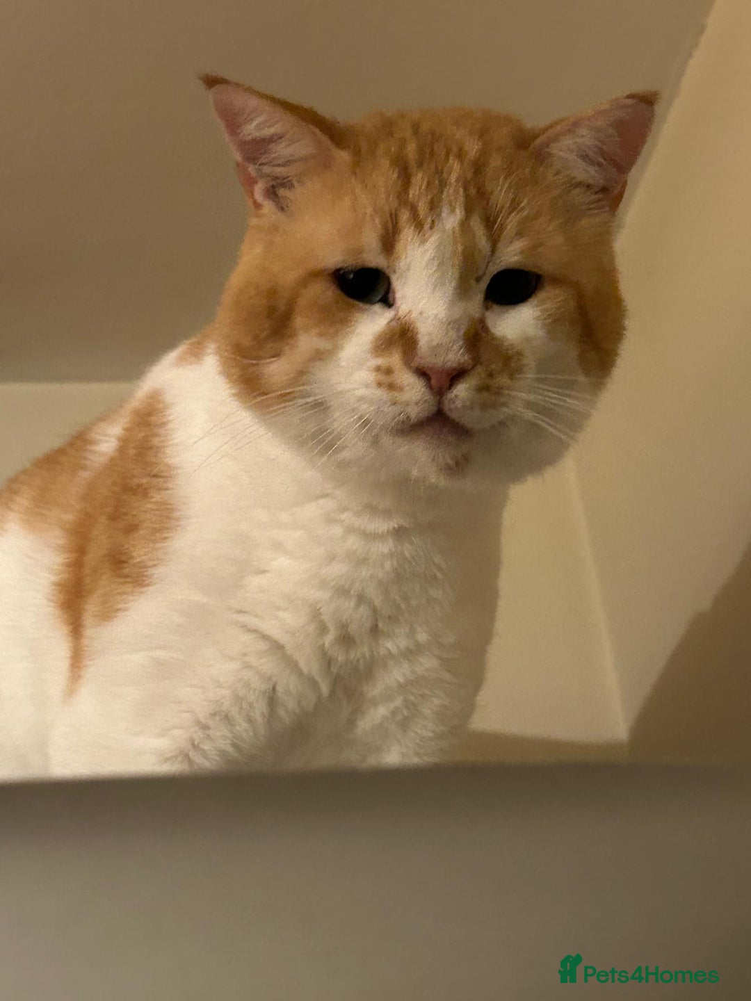 Mixed Breed cats for adoption: [Indoors Only] Tweety! Teddy loving bear  - Advert 5