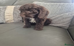 Cockapoo dogs for sale: F1 cockapoo - Ready Now - Image 3
