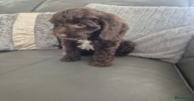 Cockapoo dogs - Advert 15