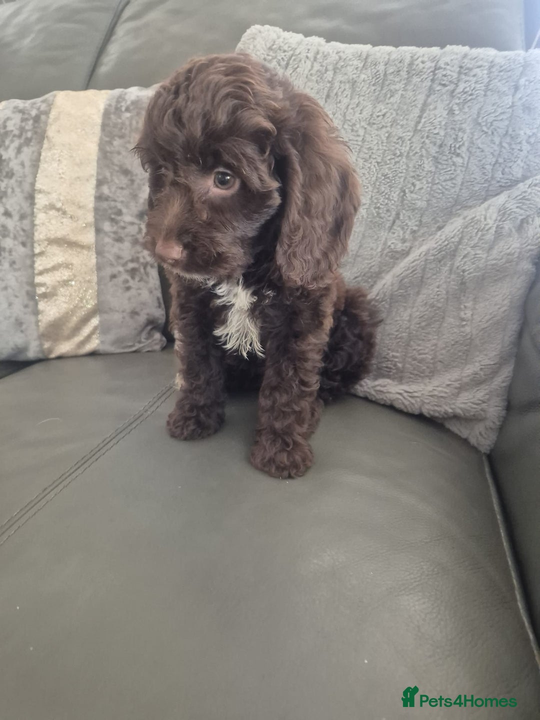 Cockapoo dogs for sale: F1 cockapoo - Ready Now - Image 3