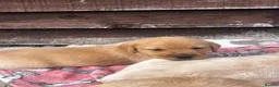 Labrador Retriever dogs for sale: Beautiful Black/yellow/Red Labrador Puppies - Advert 15