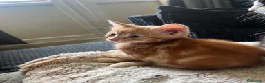 Domestic Shorthair Kitten 3