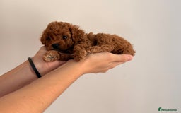 Cavapoo dogs for sale: Premium F1B Toy Red Cavapoo - 2 LEFT - Image 4