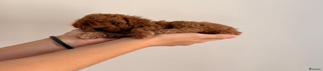 Teddy