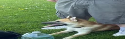 Mixed Breed dogs for sale: Binx  - Advert 2