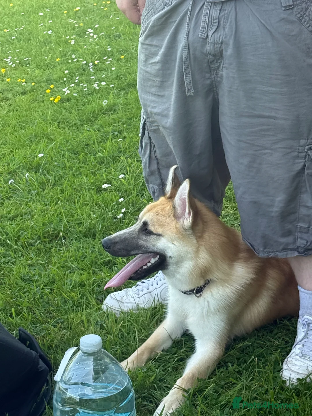 Mixed Breed dogs for sale: Binx  - Advert 2