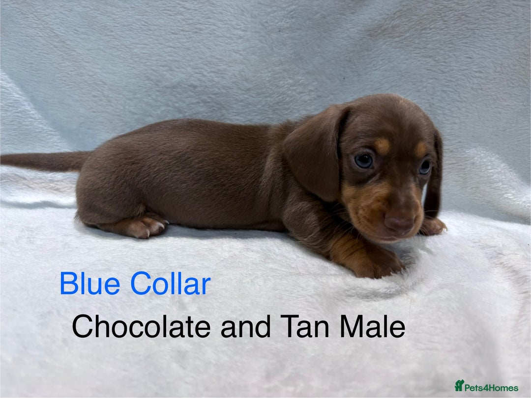 Miniature Dachshund dogs for sale: ✨READY TO LEAVE✨Miniature Dachshund Pups💕  - Image 16