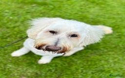 Goldendoodle dogs for sale: Beautiful male Goldendoodle looking for a home - Image 7