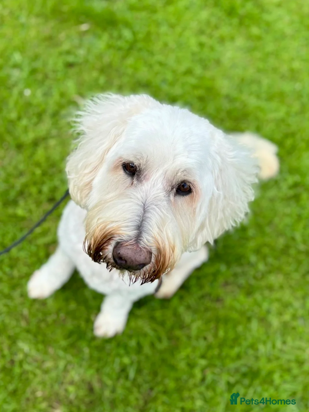 Goldendoodle dogs for sale: Beautiful male Goldendoodle looking for a home - Advert 7