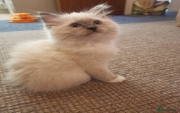 Ragdoll cats for sale: Beautiful Ragdoll Kittens - Image 14