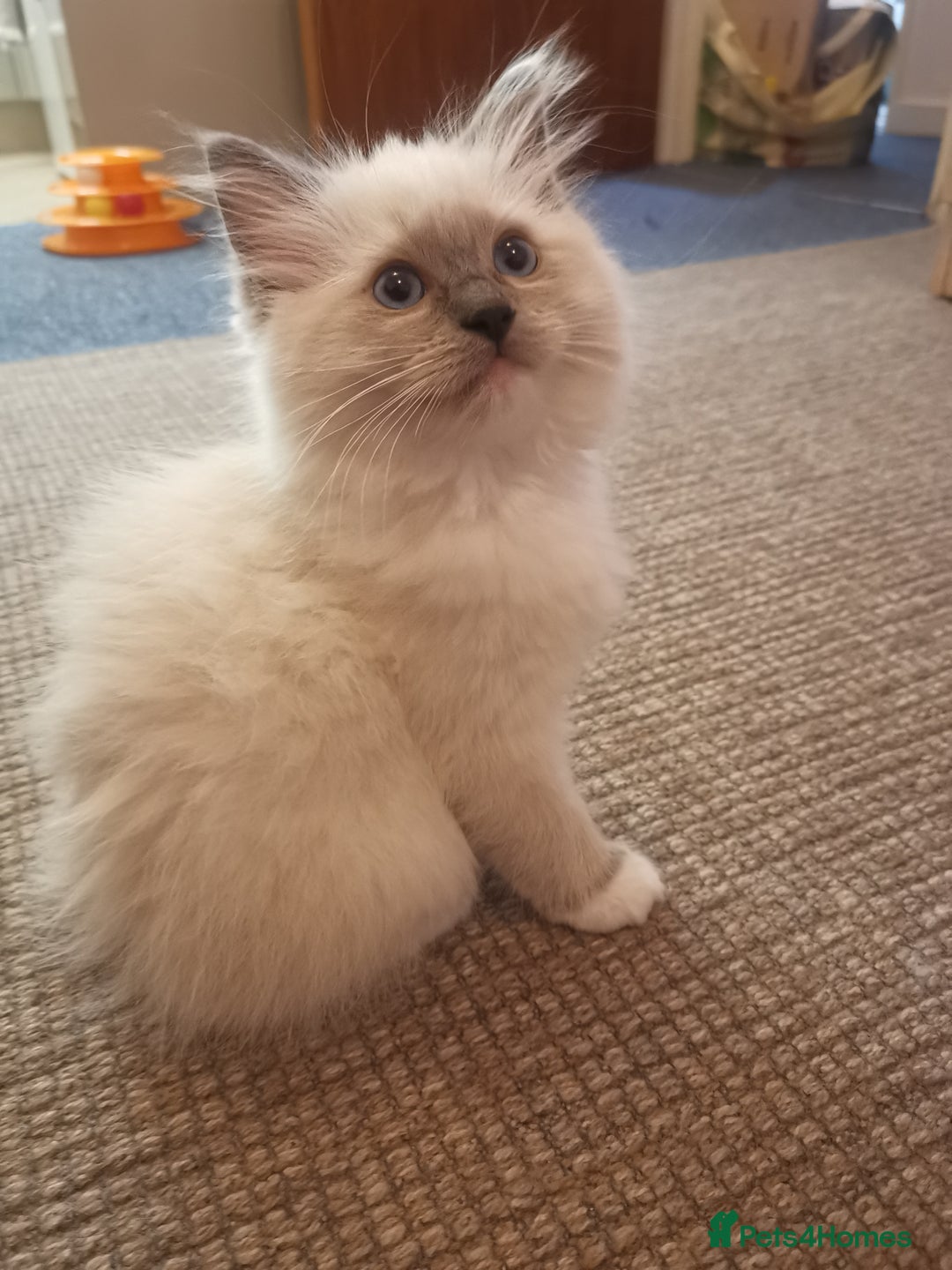 Ragdoll cats for sale: Beautiful Ragdoll Kittens - Image 14