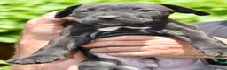 Mixed Breed dogs for sale: Cane Corso / Bullmastiff Puppies ready to  go. - Advert 17