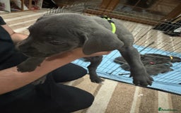 Cane Corso dogs for sale: Pure Pedigree Cane Corso Puppies - Image 32