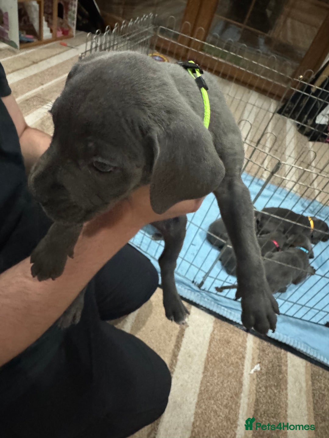 Cane Corso dogs for sale: Pure Pedigree Cane Corso Puppies - Image 32