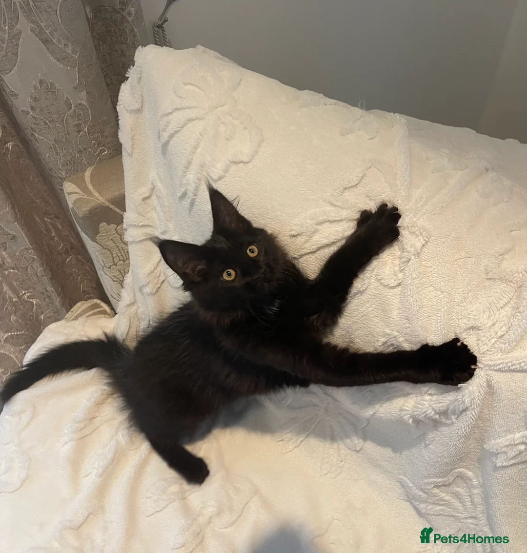 Maine Coon cats for sale: Champion line maine coon girls - Advert 9