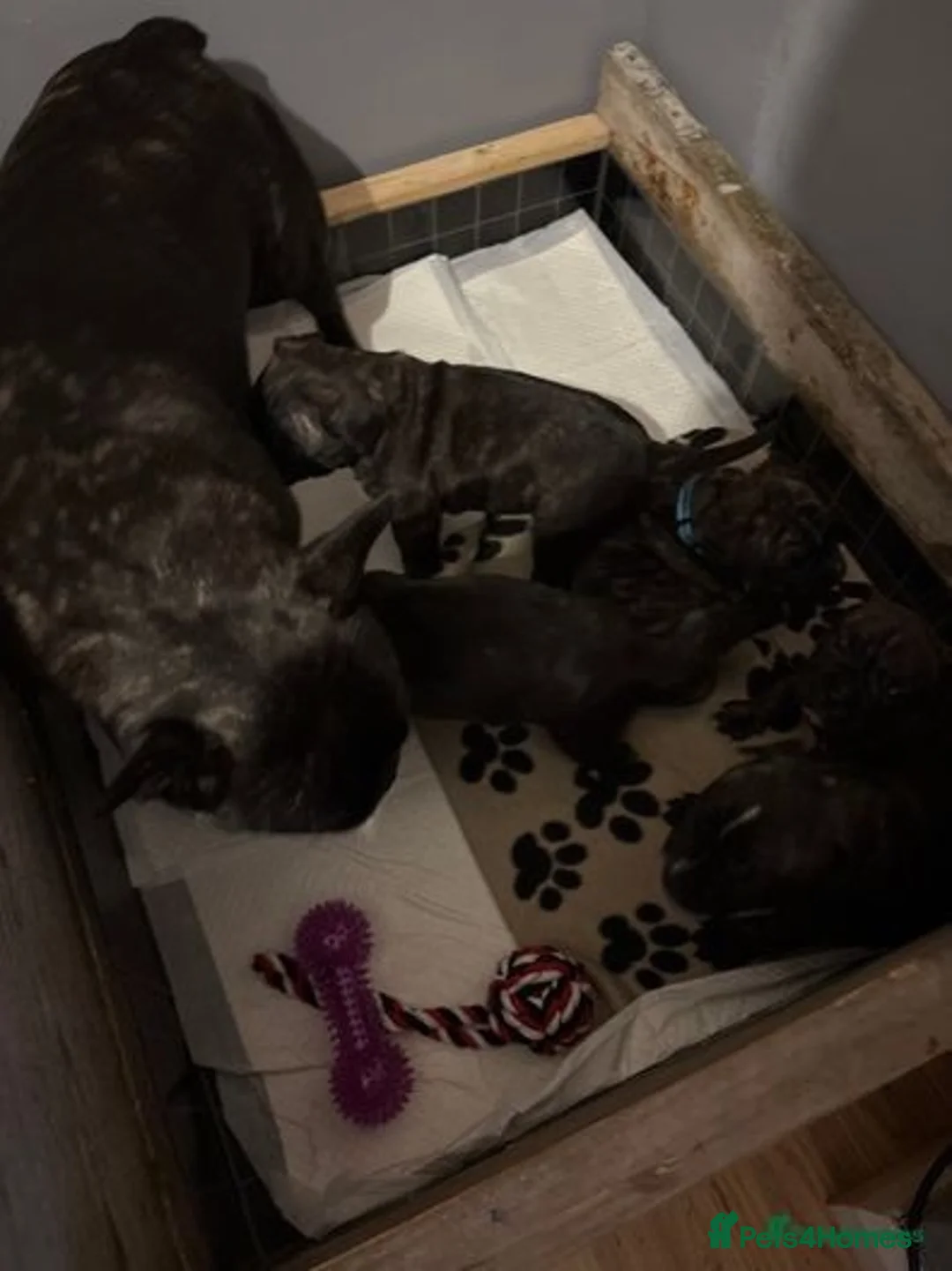 Mixed Breed dogs for sale: French bulldog x - Image 11