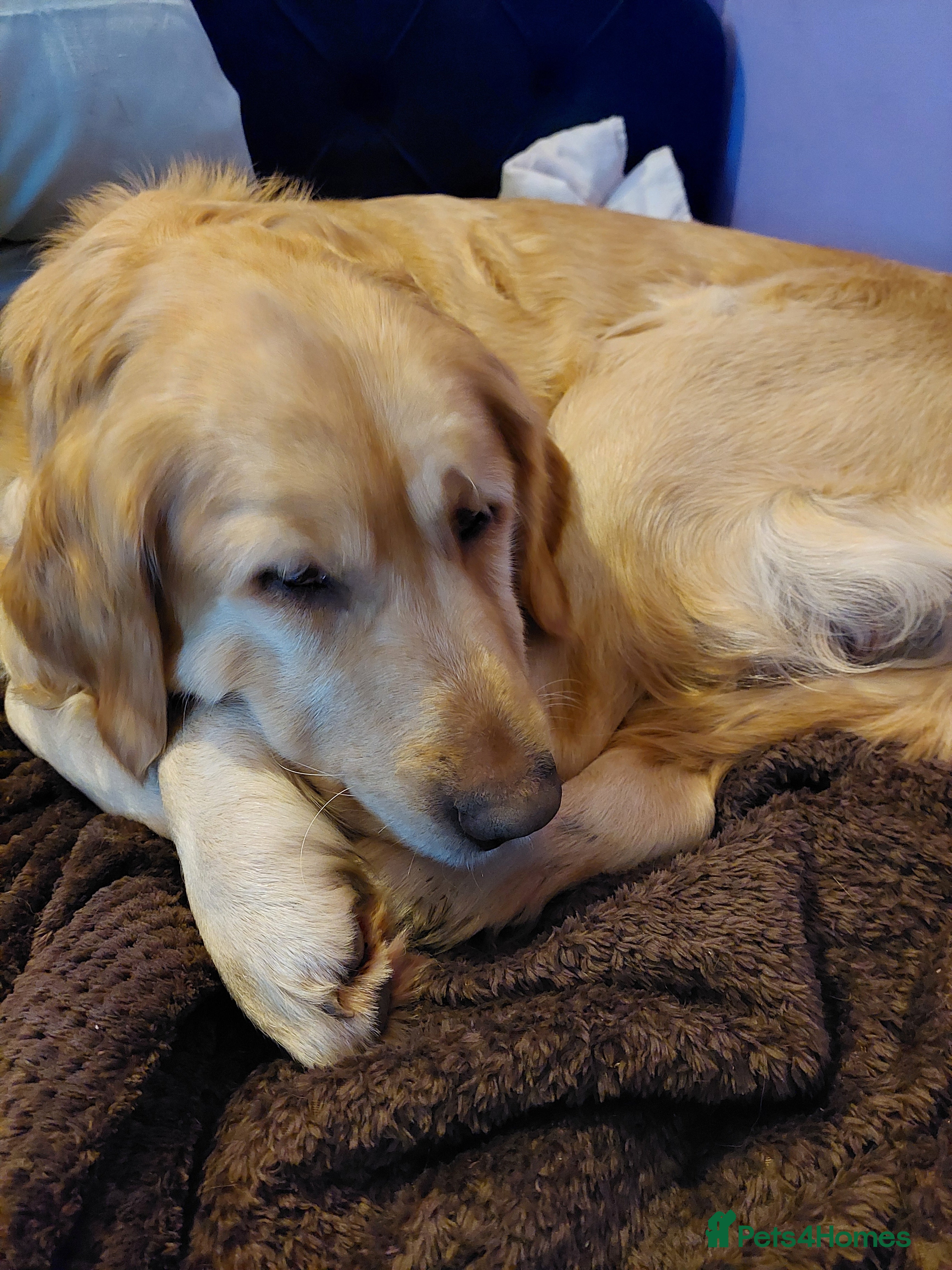 Golden Retriever dogs Golden retriever puppies  - Advert 1