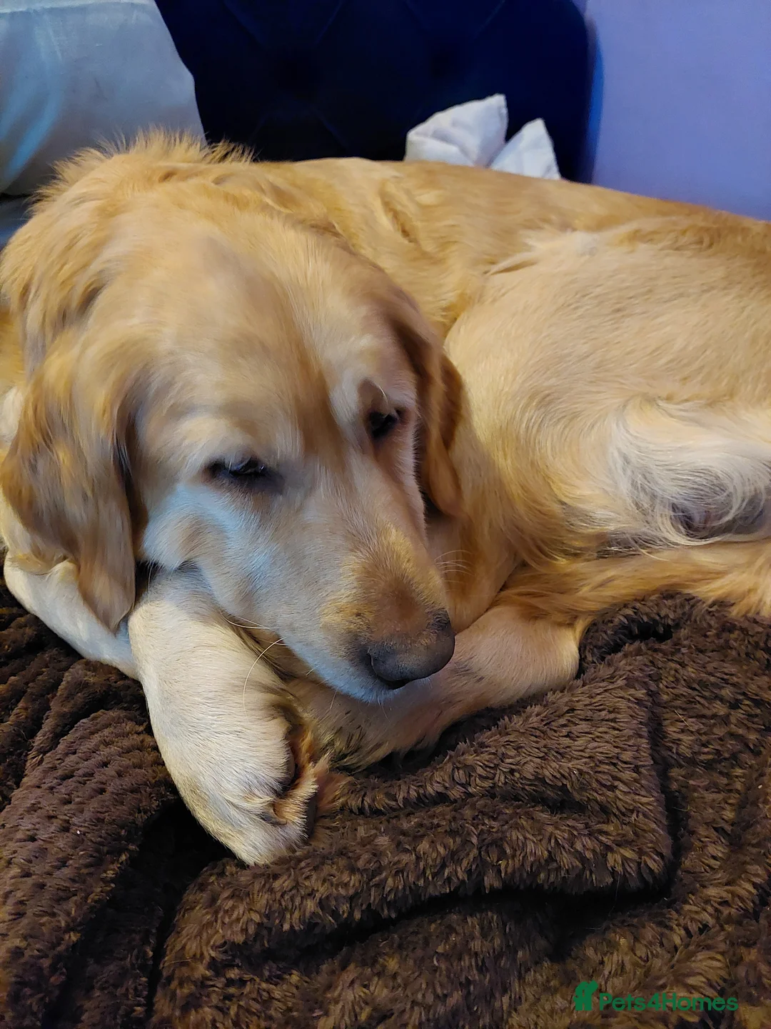 Golden Retriever dogs for sale: Golden retriever puppies  - Advert 1