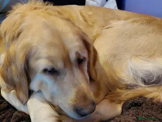 Golden Retriever dogs Golden retriever puppies - Advert 1