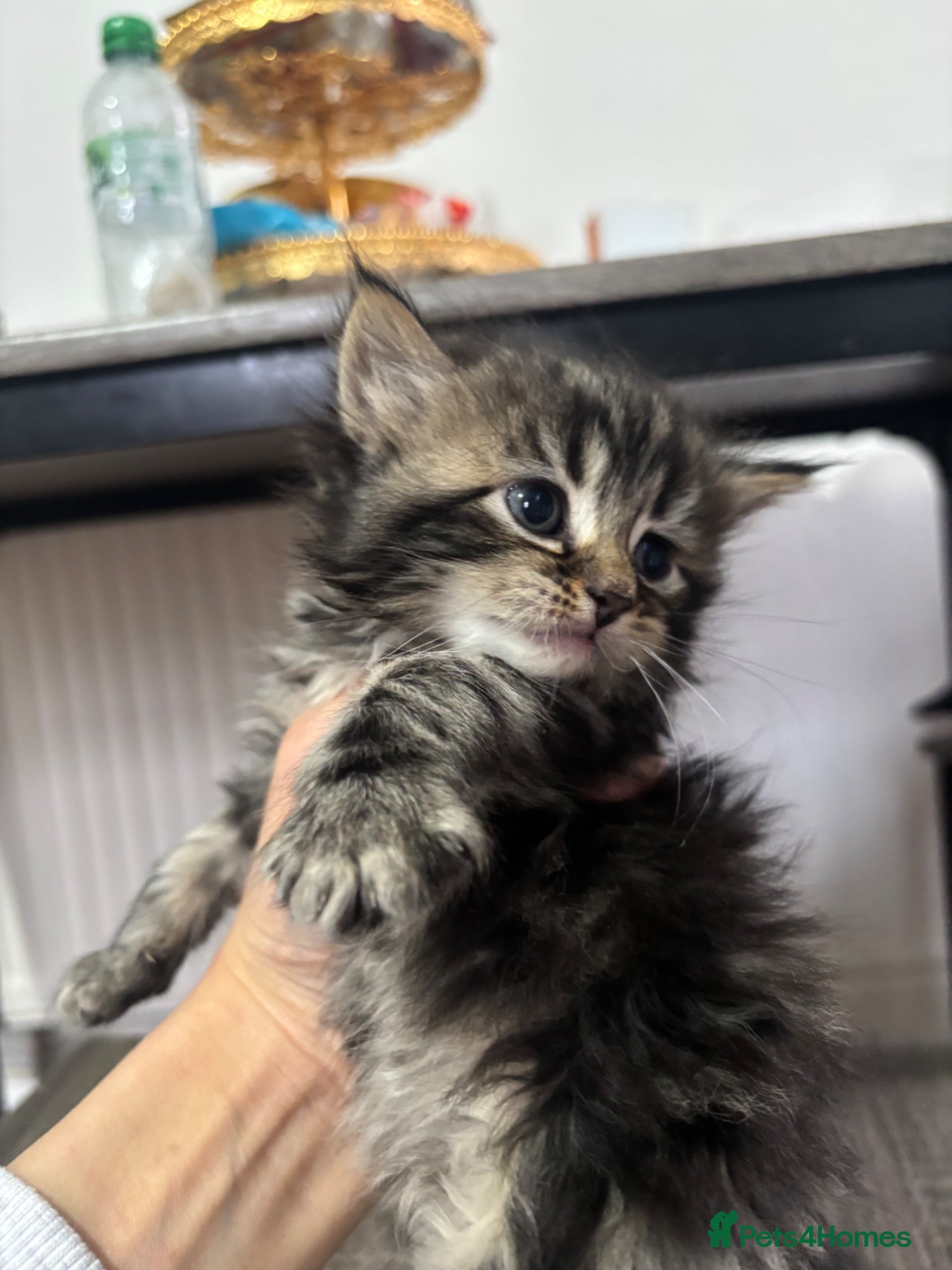 Mixed Breed cats Beautiful kittens for sale - Advert 1