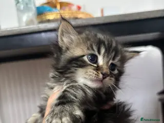 Mixed Breed cats Beautiful kittens for sale - Advert 1