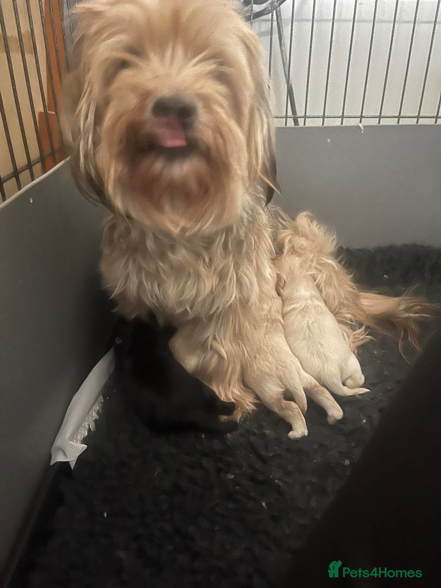 Yorkiepoo dogs Beautiful Yorkie-poo puppies  - Advert 2