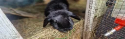 Dwarf Lop rabbits for sale: Adorable, Friendly. Laidback Dwarf Lop Boys 🐰🥰 - Advert 22