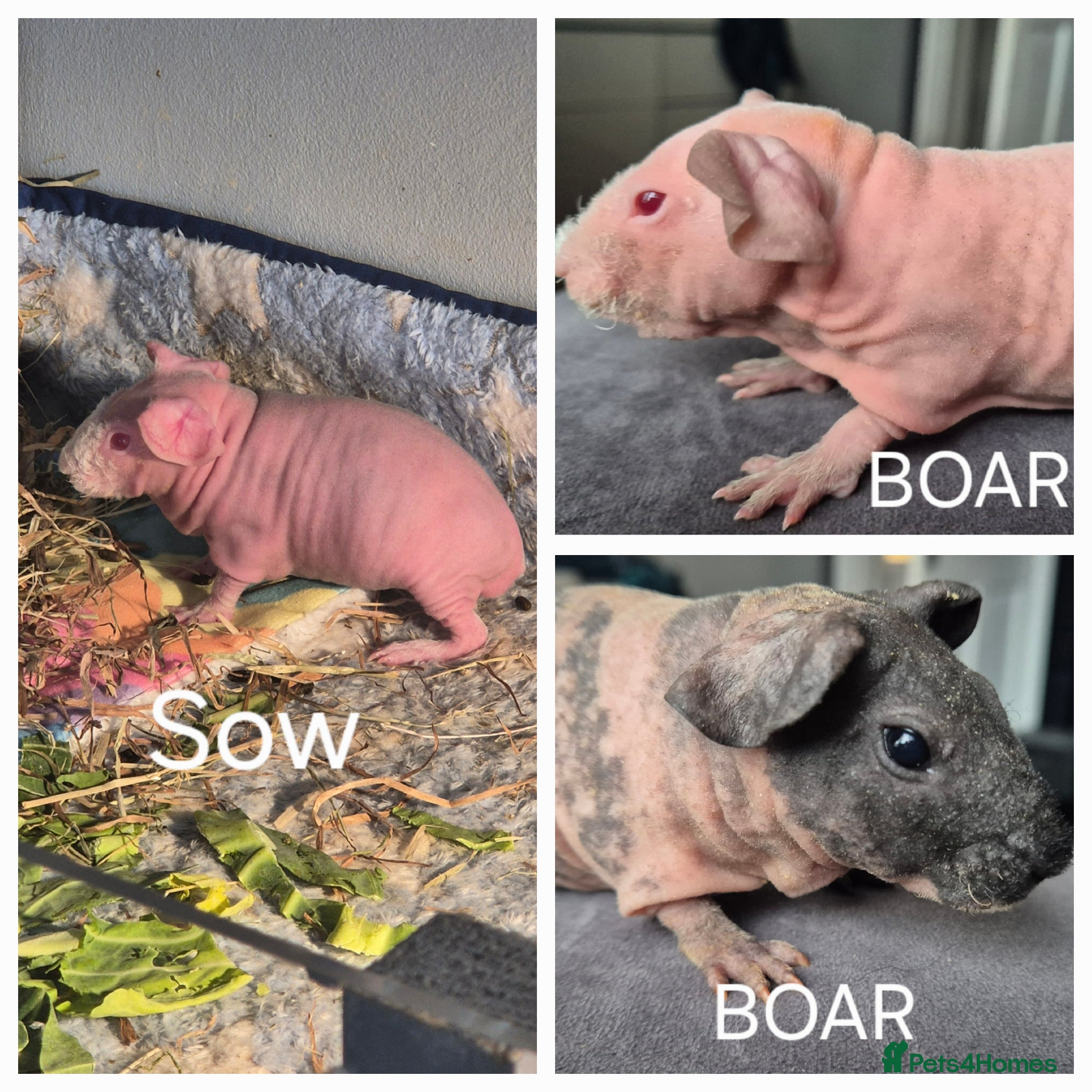 Guinea Pig rodents Skinny Pigs - Advert 1