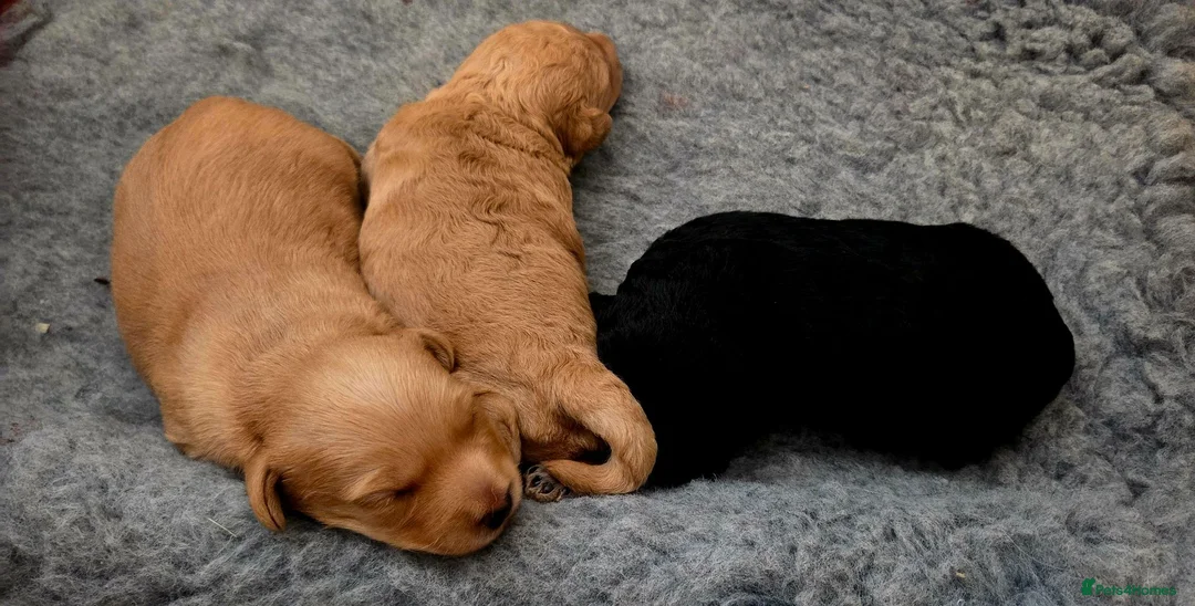 Jackapoo dogs for sale: F1 Jackapoo puppies - Advert 1