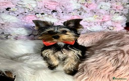 Yorkshire Terrier dogs for sale: Yorkshire terrier for sale 🐶🐶🐶 in Johnstone - Image 1