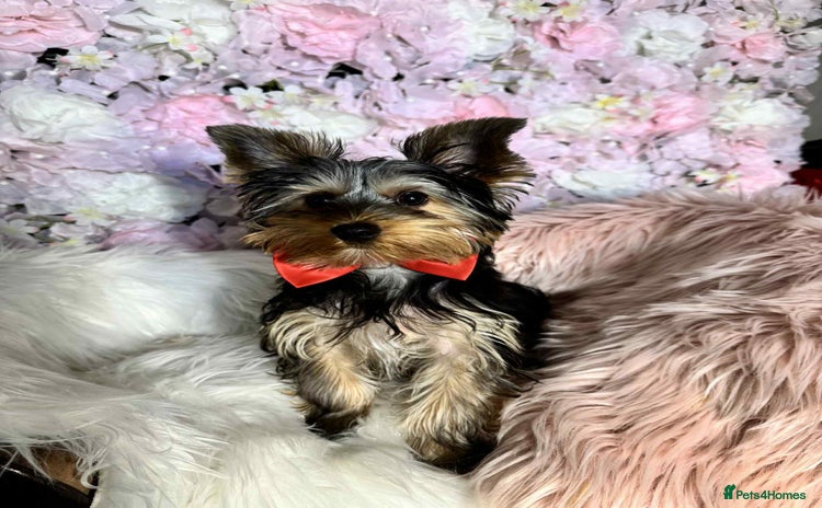 Yorkshire Terrier dogs in Johnstone - Advert 3