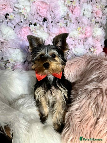 Yorkshire Terrier dogs in Johnstone - Advert 1