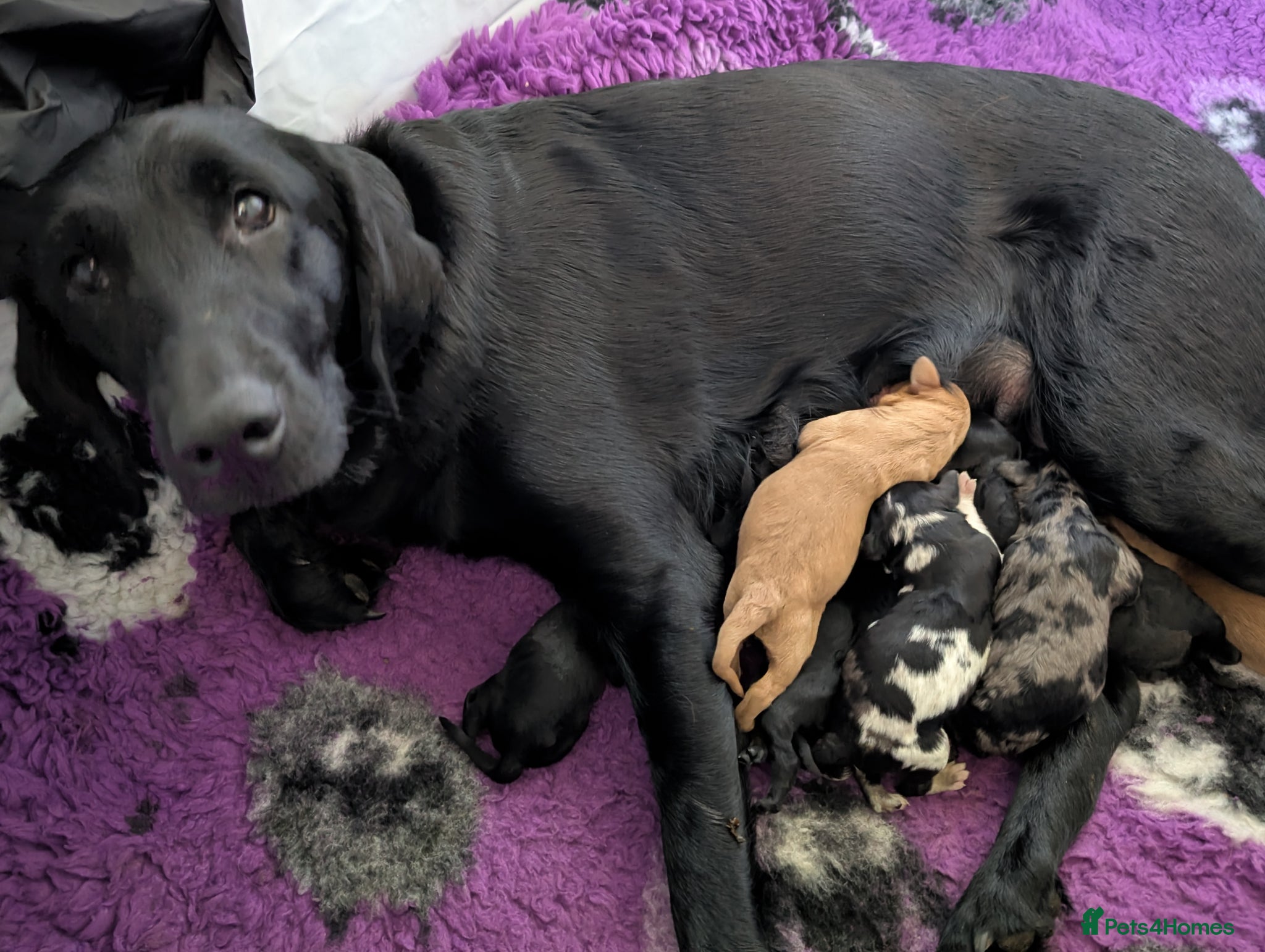Labradoodle dogs for sale: Unique Labradoodles - Merle, Phantom, Black, Red - Advert 18
