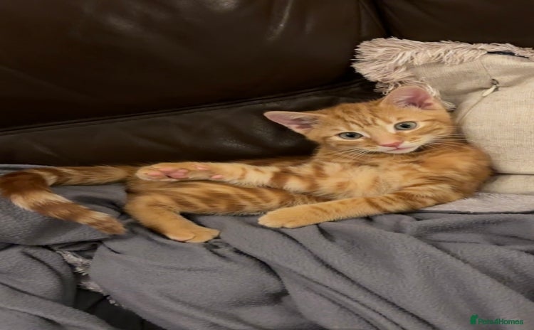 Mixed Breed cats - Advert 1